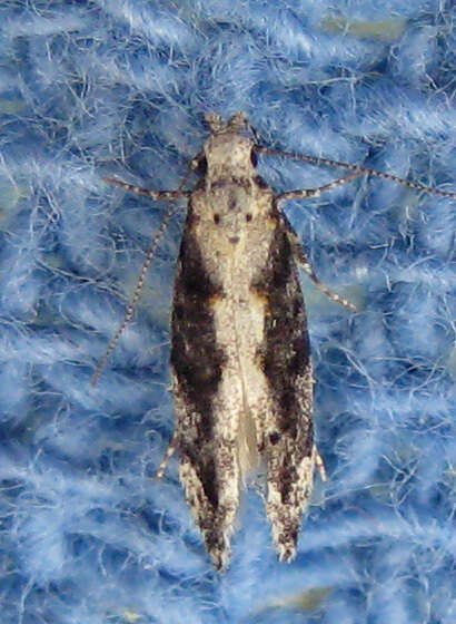 Image of Coleotechnites Flower Moth