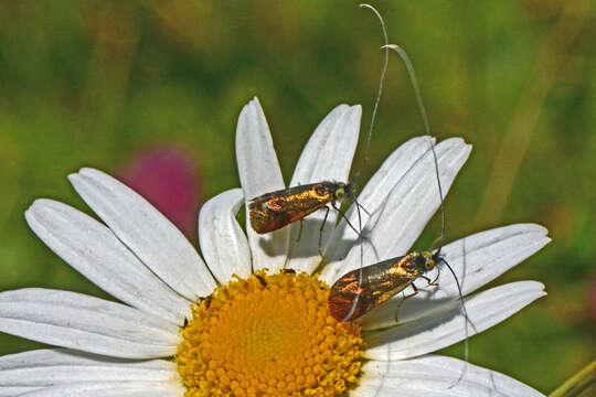 Imagem de Nemophora prodigella Zeller 1853