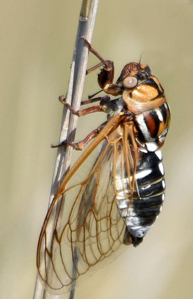 Image of Megatibicen tremulus (Cole 2008)