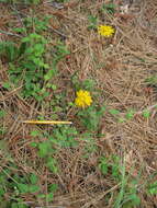 Image of Common Woolly Sunflower