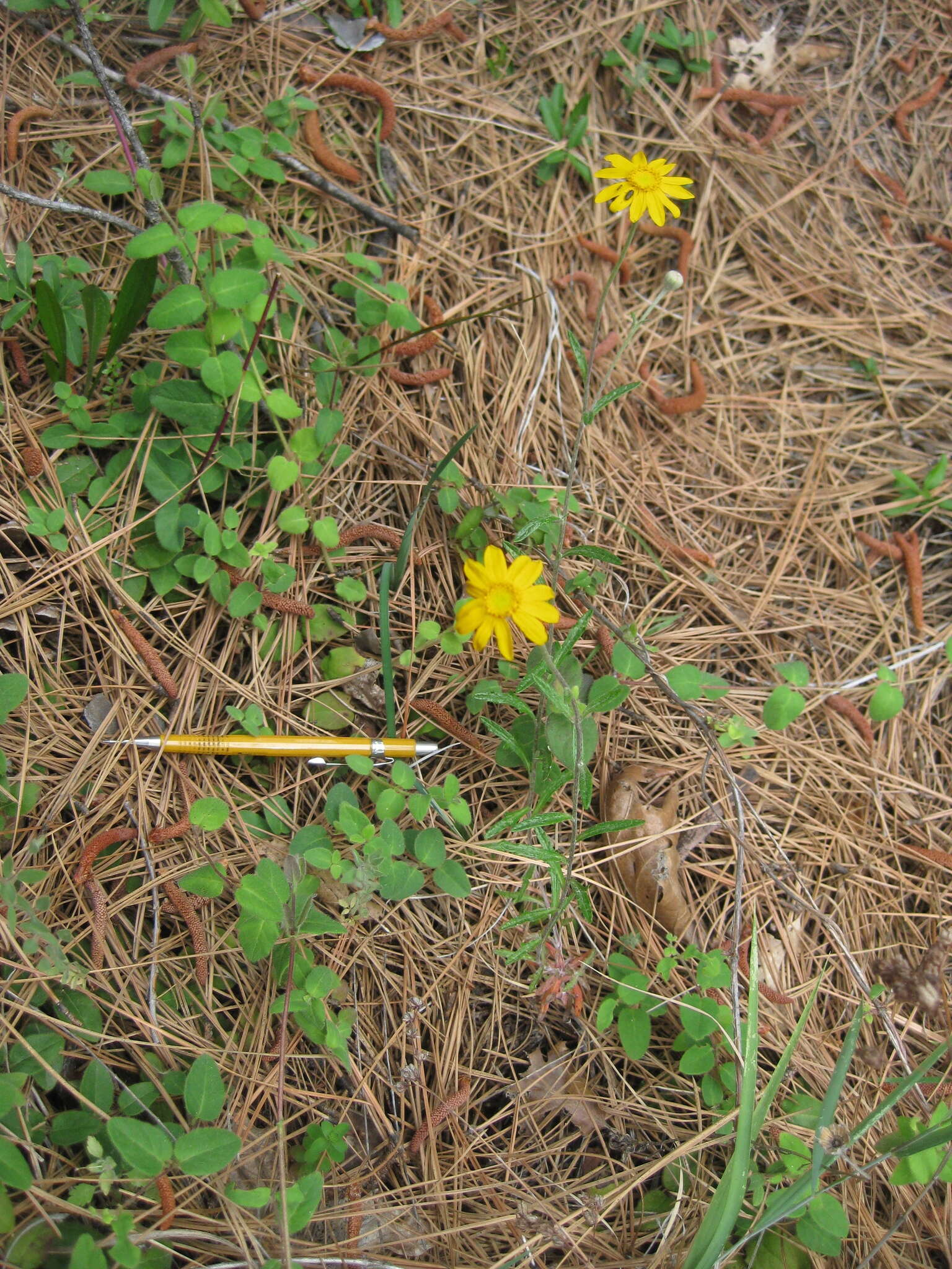 Image of Common Woolly Sunflower