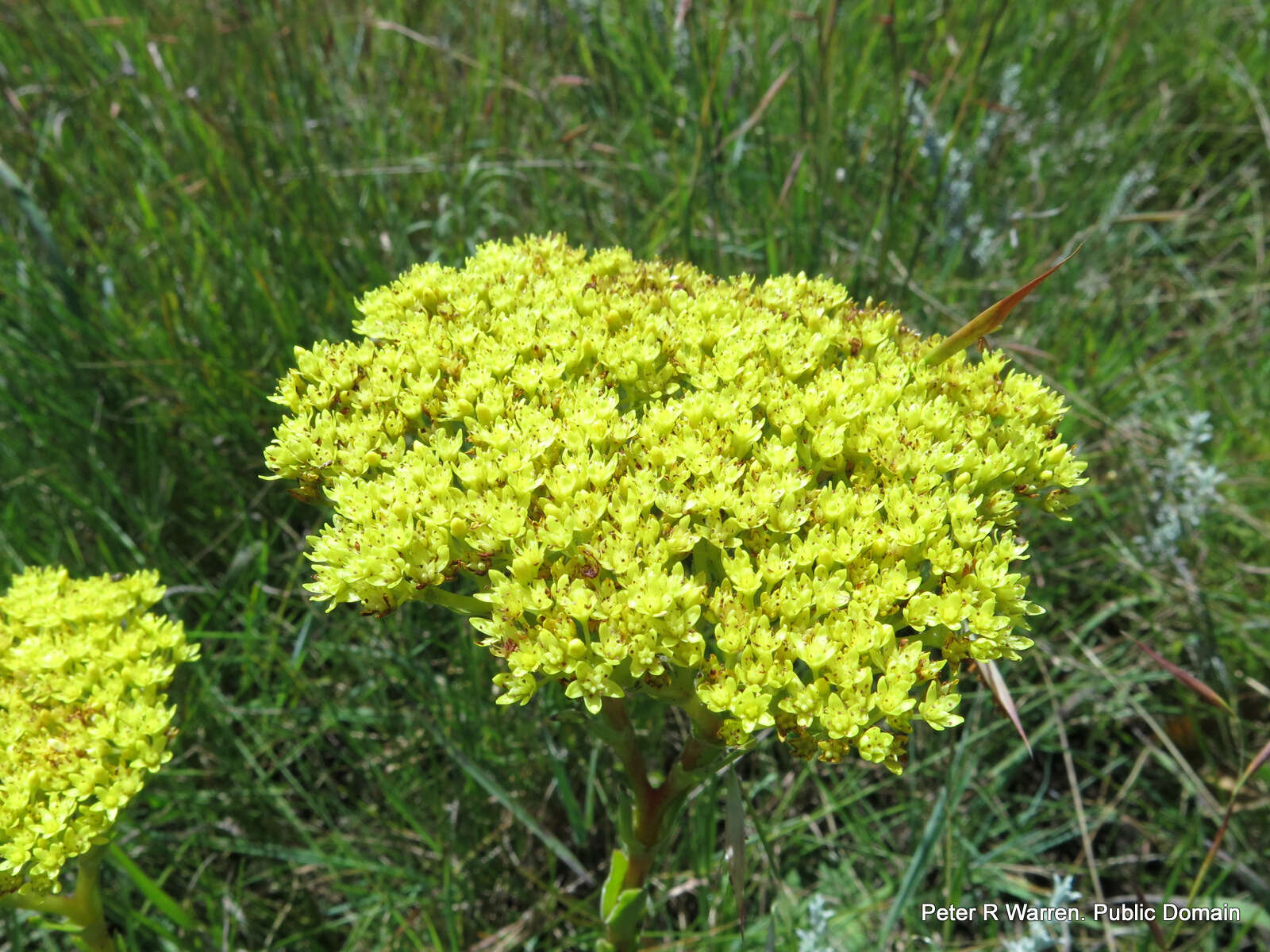 Crassula vaginata subsp. vaginata resmi