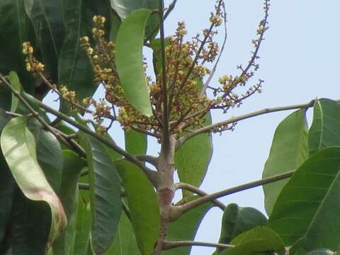 Image de Carapa guianensis Aubl.