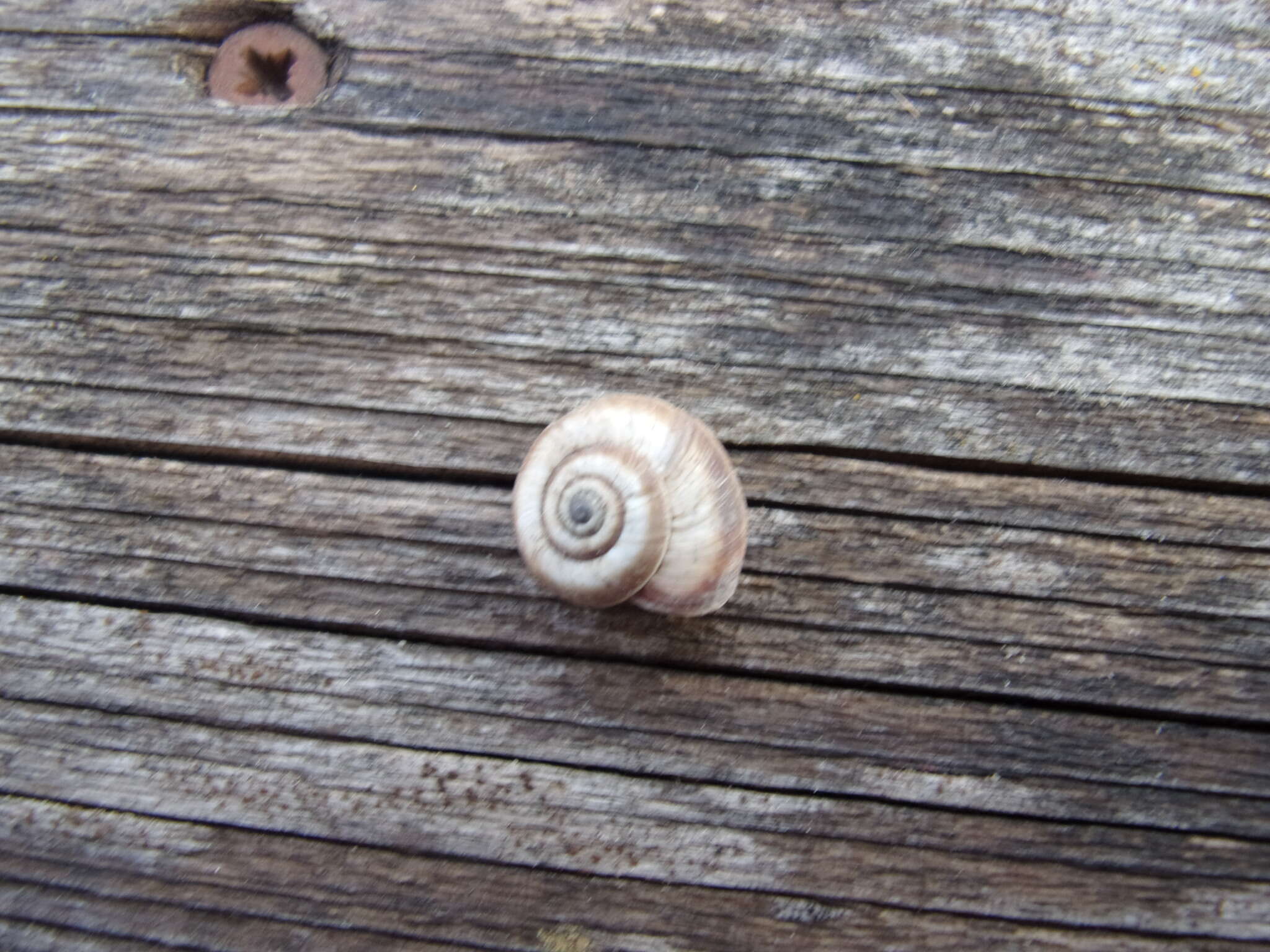 Image of dune snail