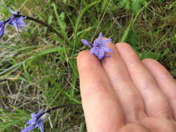 Image of Hispanic hyacinthoides