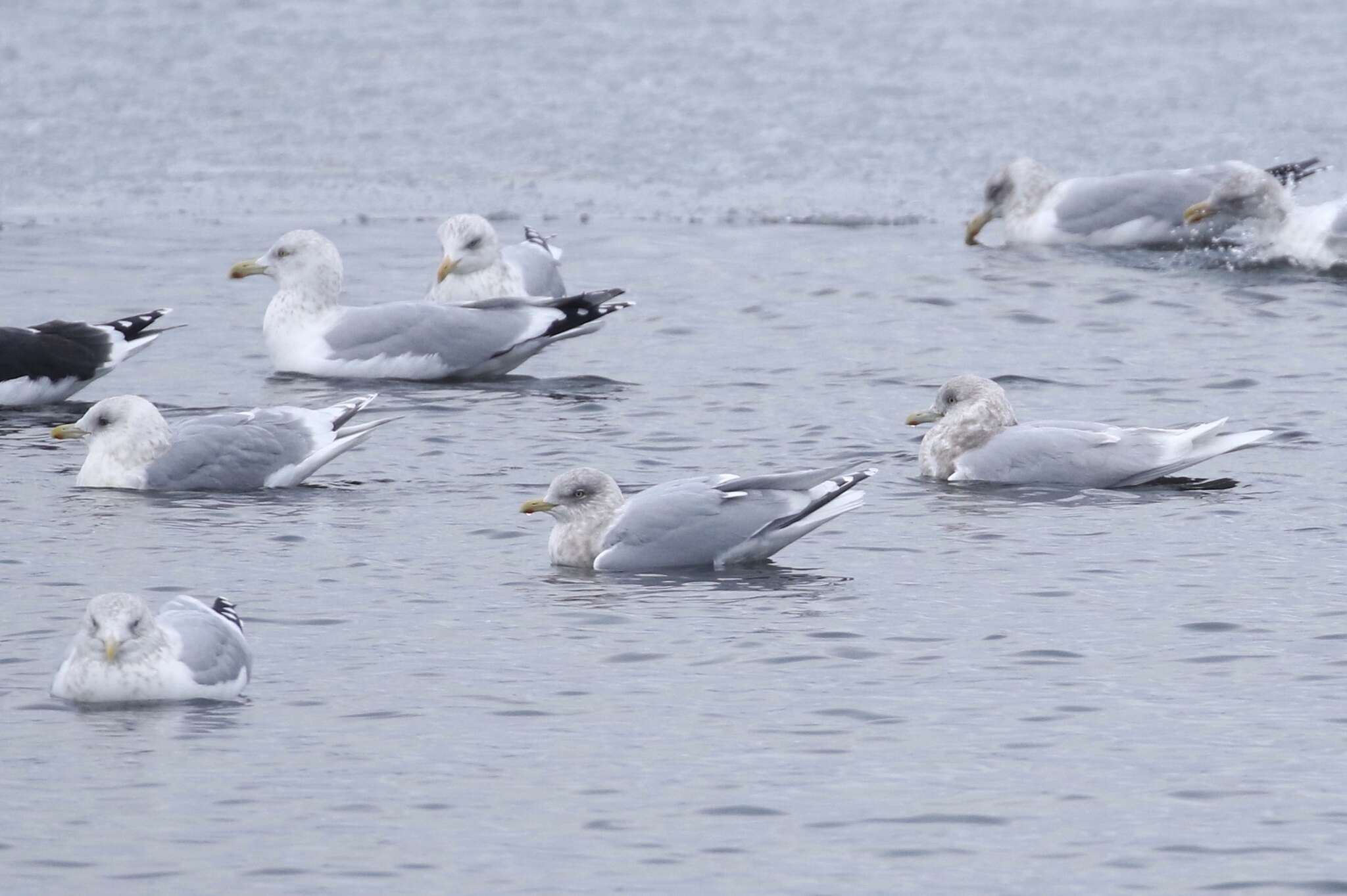 Image of Iceland gull