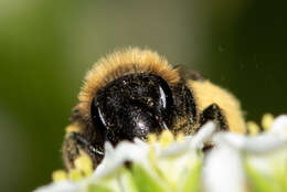 Image of Andrena bicolor Fabricius 1775