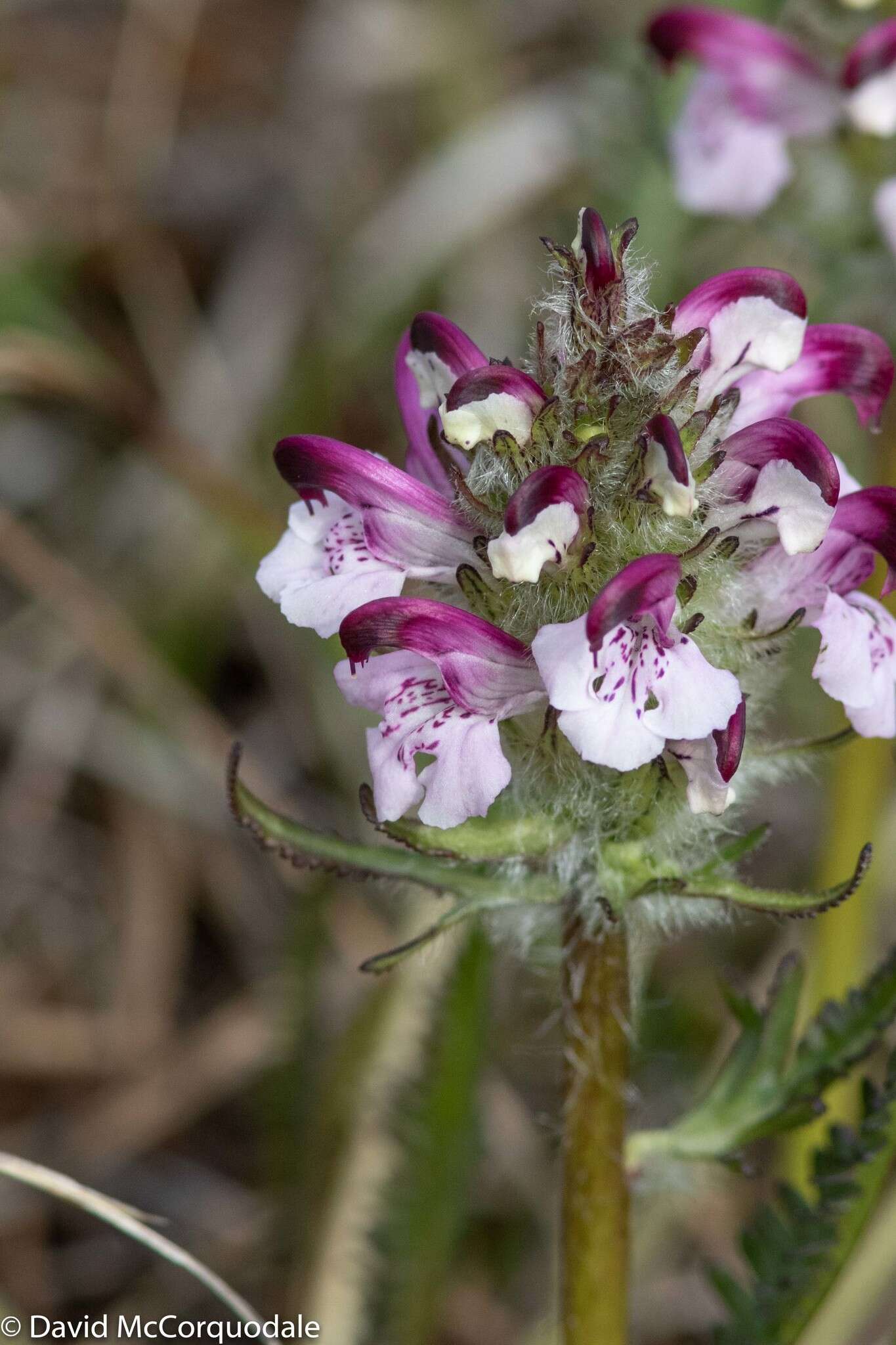 Imagem de Pedicularis sudetica subsp. albolabiata Hulten