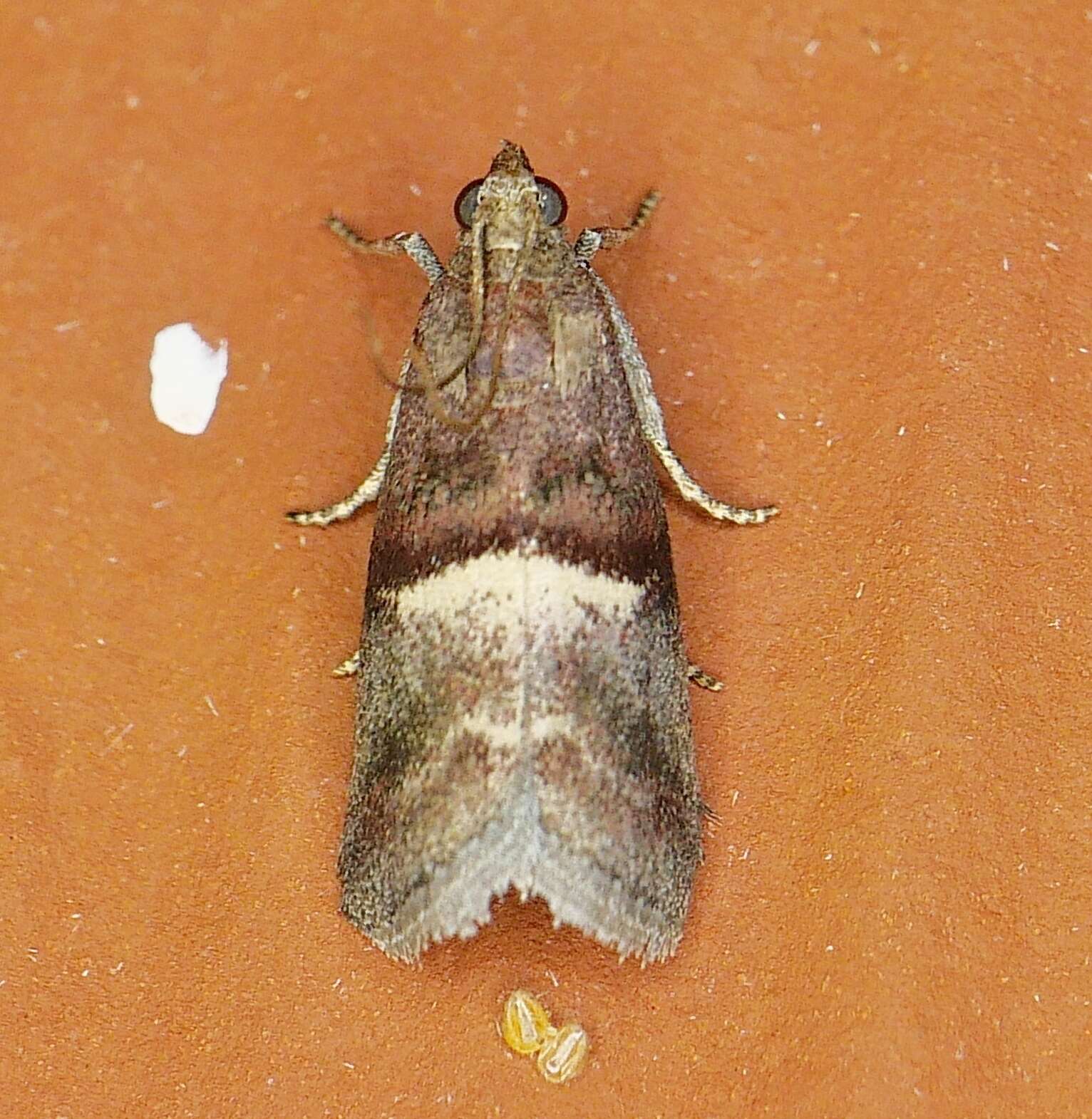 Acrobasis exsulella Zeller 1848 resmi