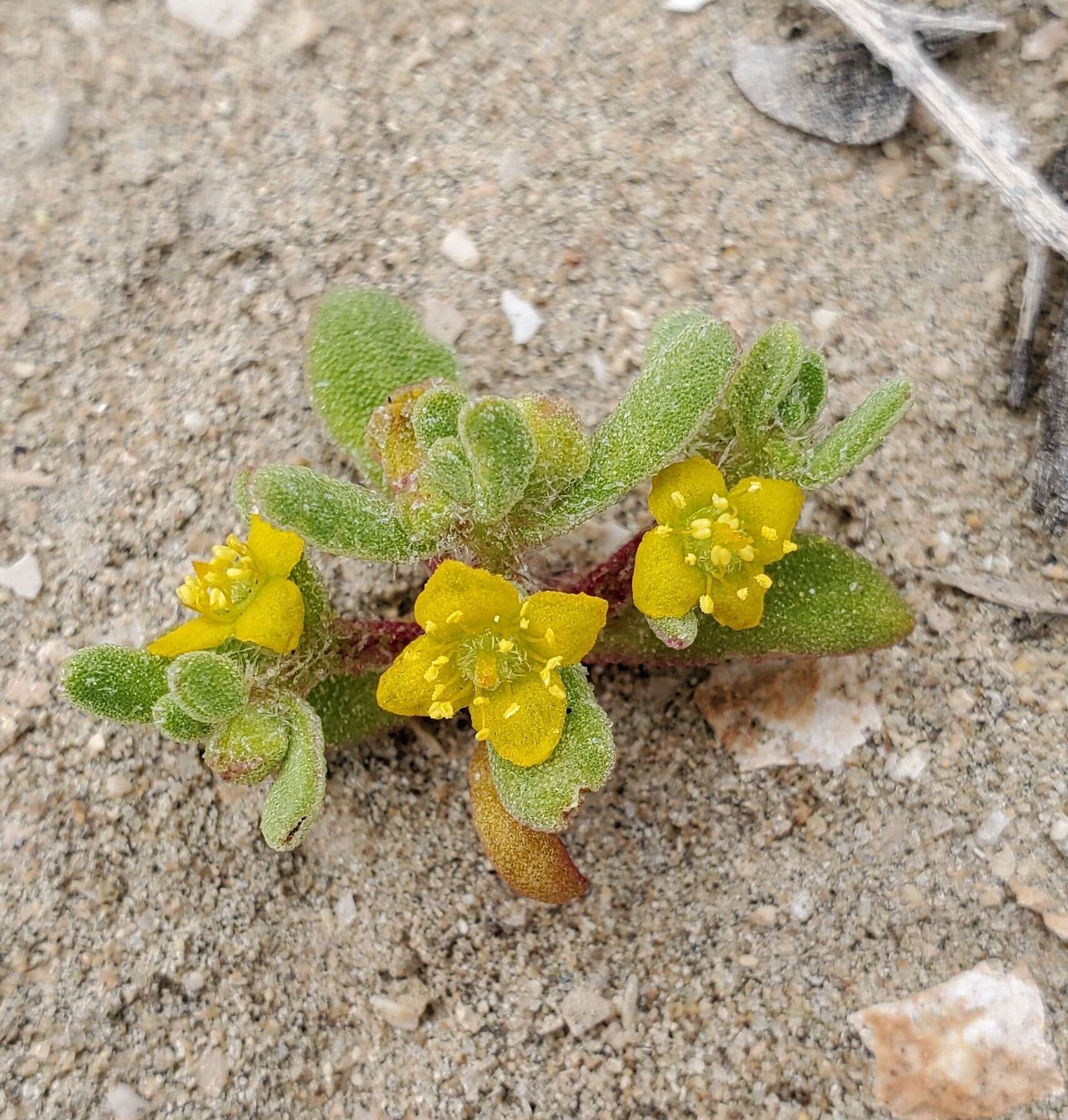 Image of Tetragonia pedunculata Phil.