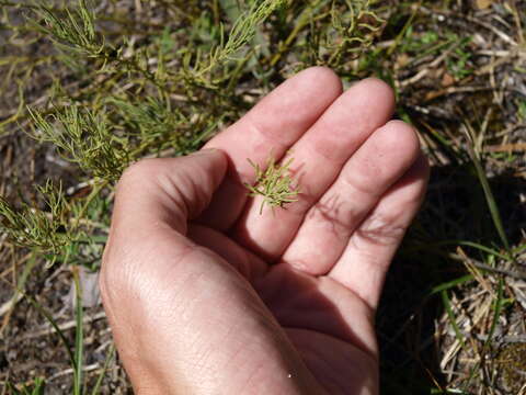 Слика од Thesium rostratum Mert. & Koch