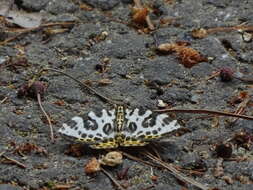 Image of Gandaritis whitelyi (Butler 1878)