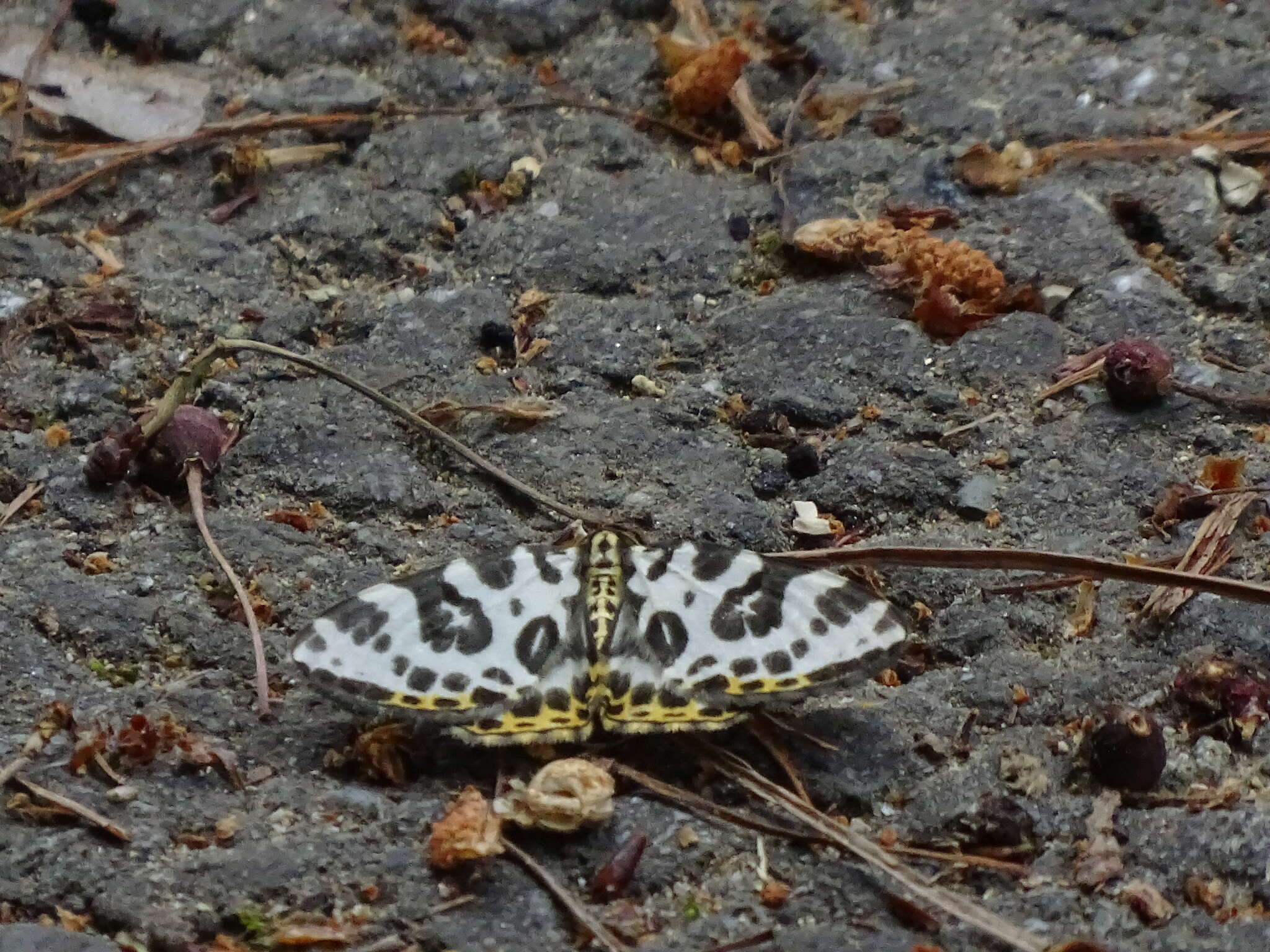 Image of Gandaritis whitelyi (Butler 1878)