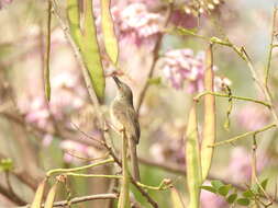 Image of Jungle Prinia