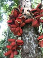 Imagem de Sterculia megistophylla Ridl.