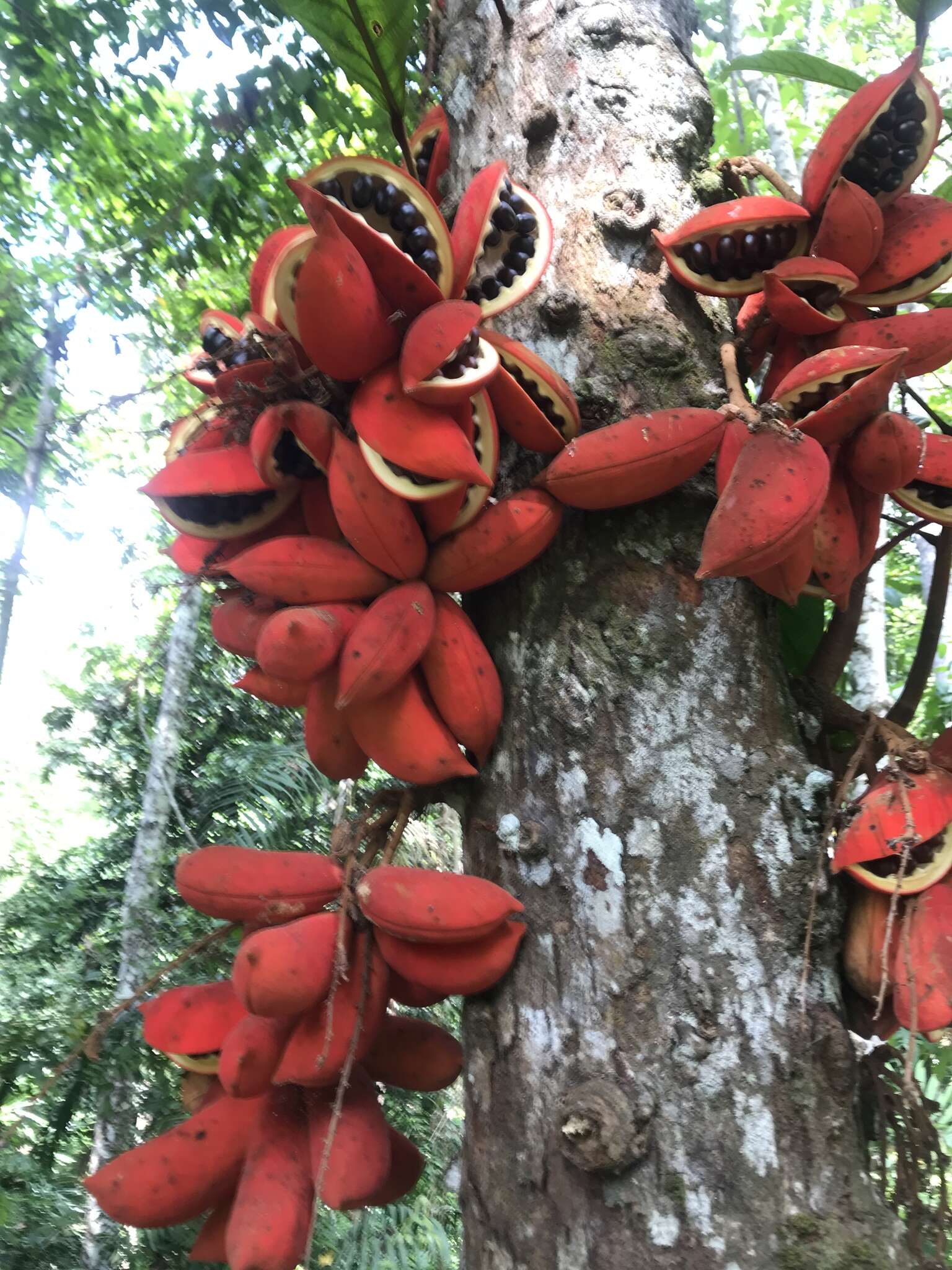 Imagem de Sterculia megistophylla Ridl.