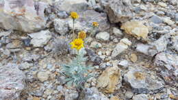 Image of hairyseed bahia