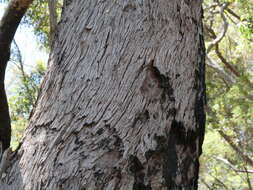 Image of Eucalyptus guilfoylei Maiden