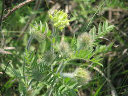 Oxytropis pilosa (L.) DC. resmi