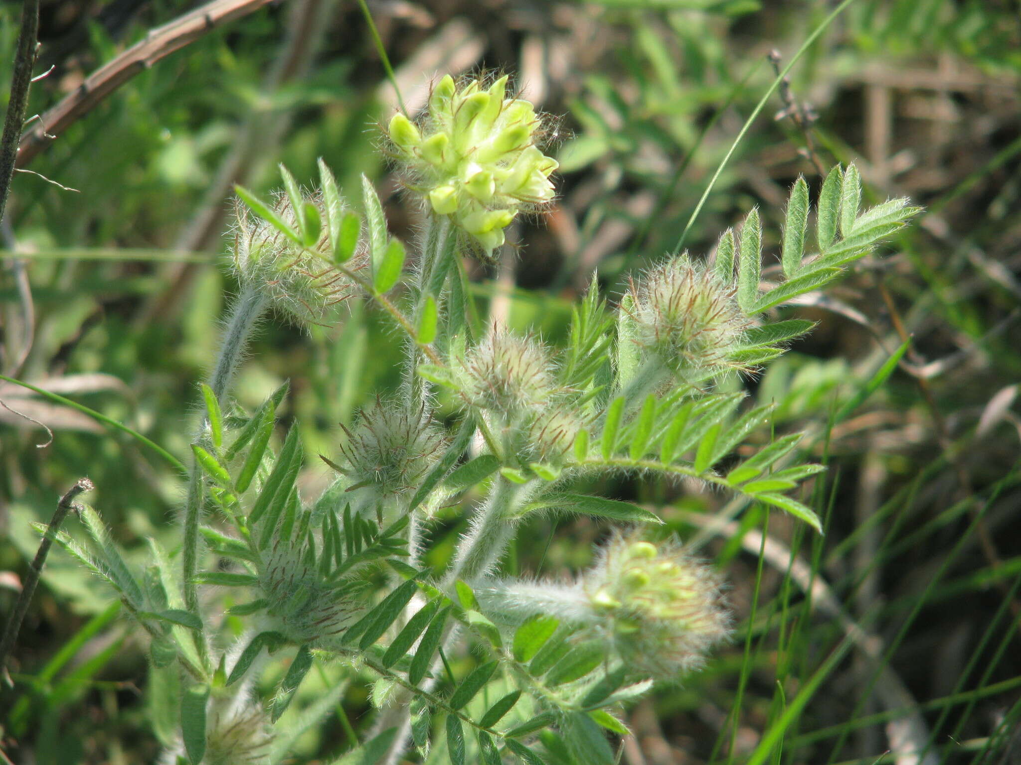 Oxytropis pilosa (L.) DC. resmi