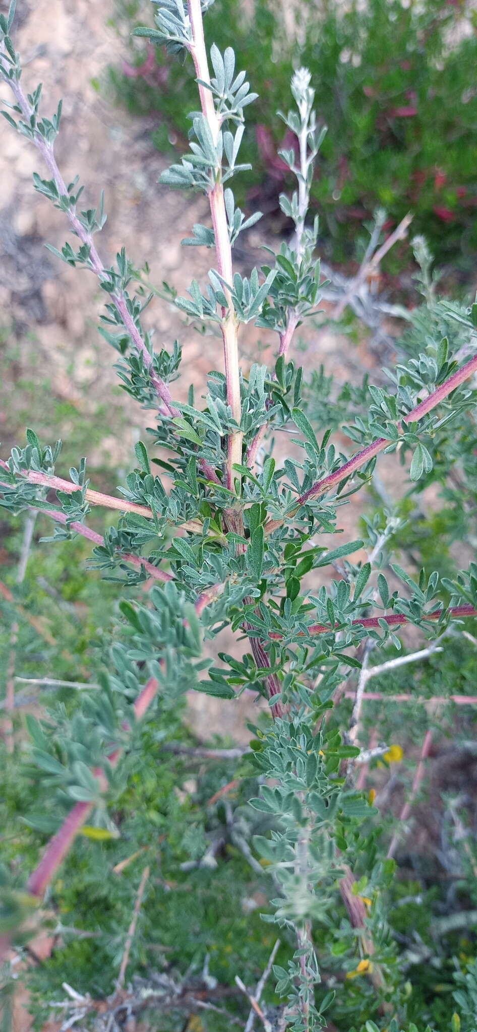 Image of Wiborgiella argentea