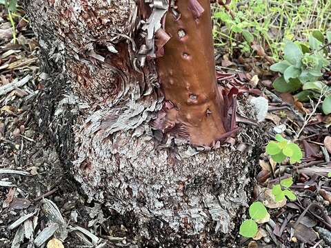 Image of woollyleaf manzanita