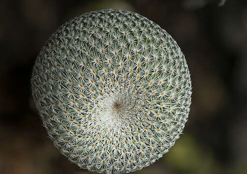 Image of Epithelantha unguispina