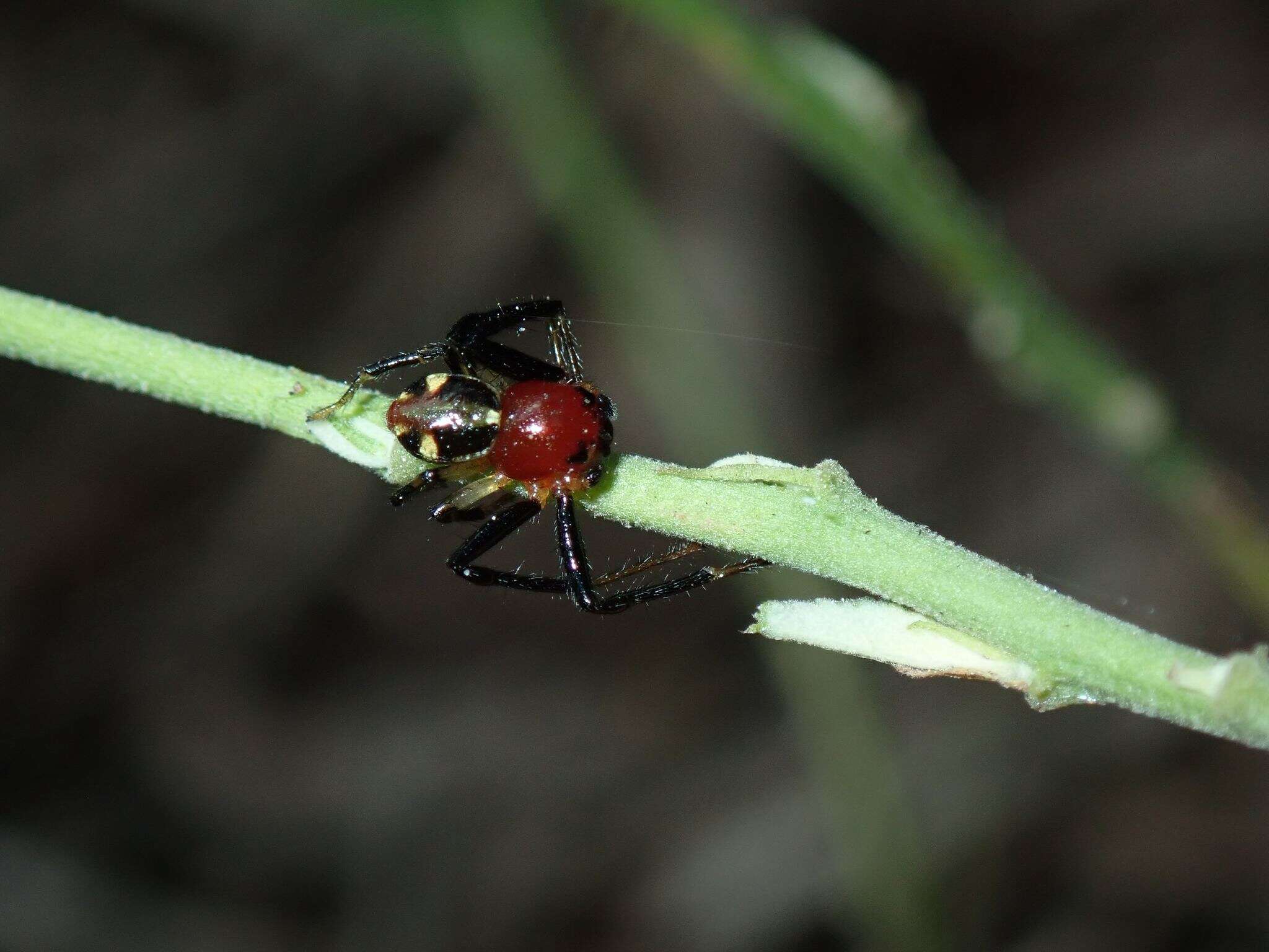 Image of Brown Flower Spider