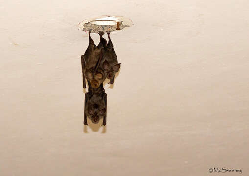 Image of Hildebrandt's Horseshoe Bat -- Hildebrandt's Horseshoe Bat