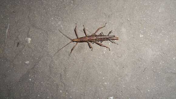 Image of Northern Two-striped Walkingstick