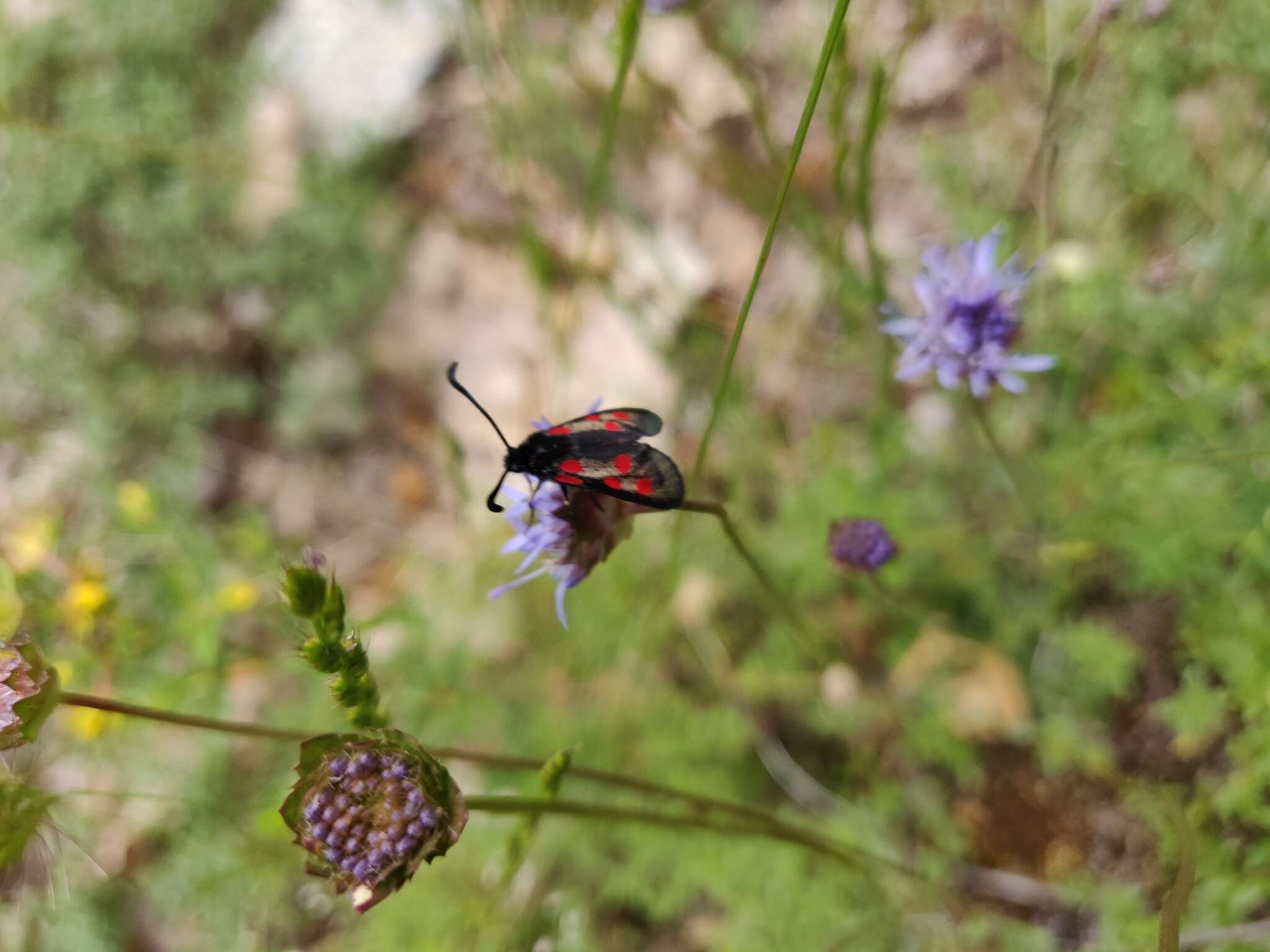 Image de Zygaena corsica Boisduval 1828