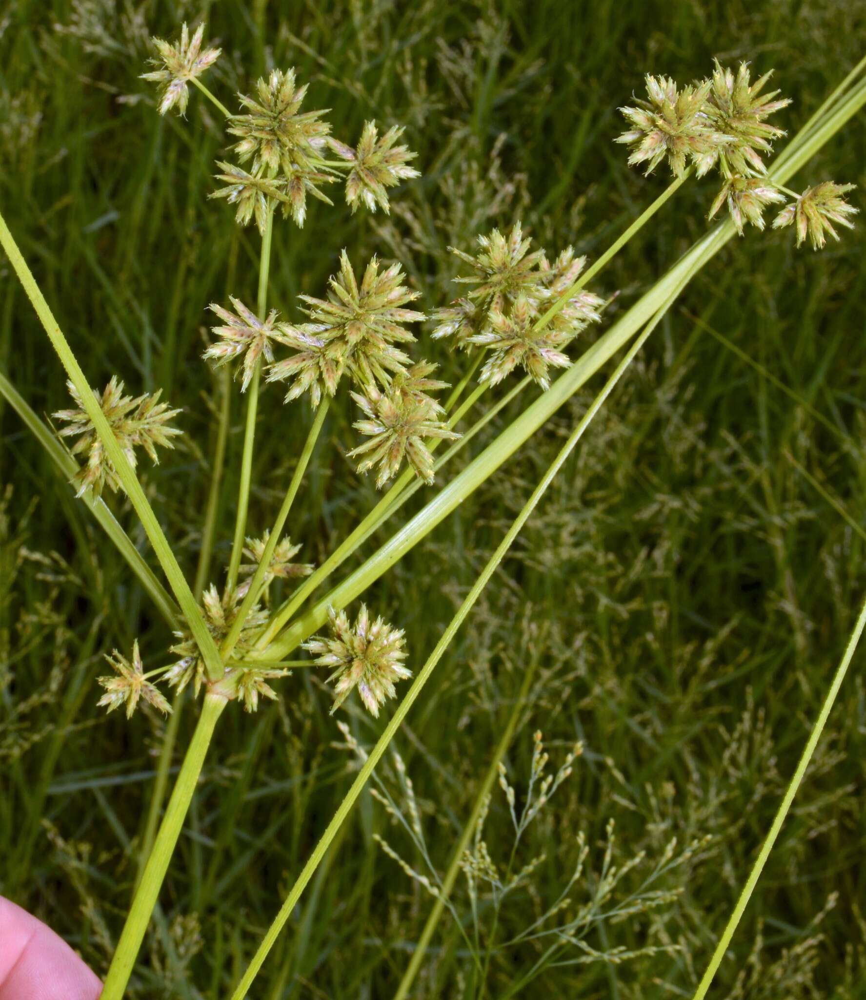 Imagem de Cyperus elegans L.