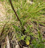 Image of Scapisenecio pectinatus var. major (F. Muell. ex Belcher) Schmidt-Leb.