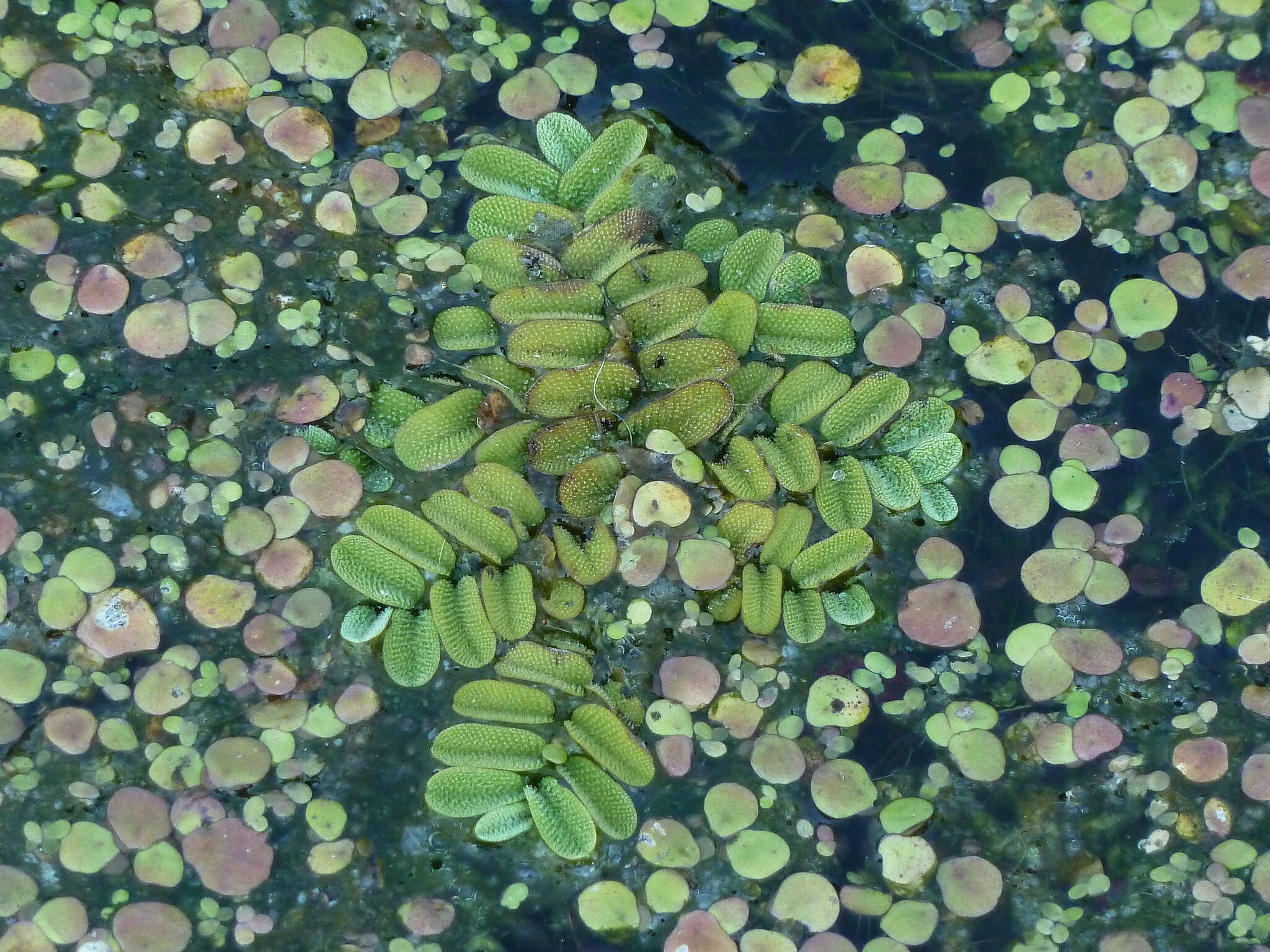 Image of floating watermoss