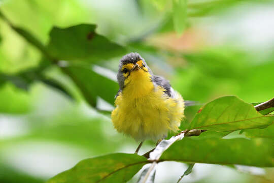 Image of St. Lucia Warbler