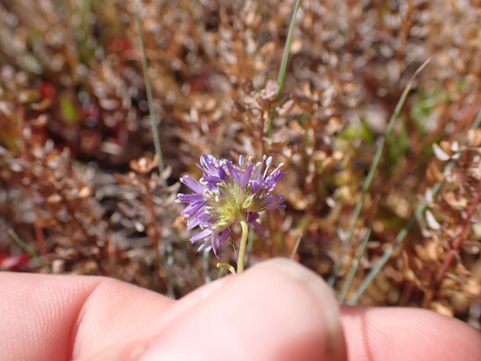 Image of bluehead gilia