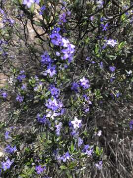 Image de Halgania andromedifolia Behr & F. Müll. ex F. Müll.