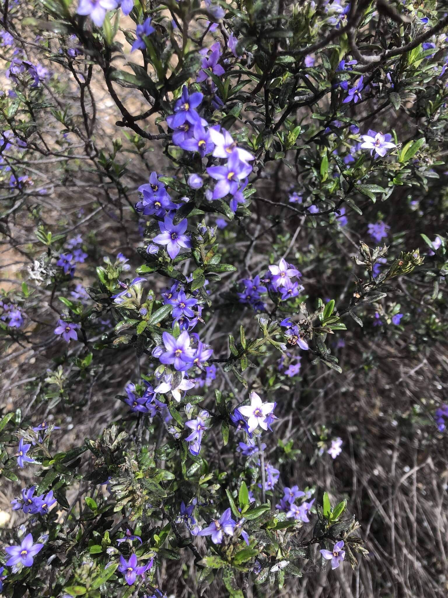 Image of Halgania andromedifolia Behr & F. Müll. ex F. Müll.