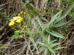 Image of Faujasia salicifolia (Pers.) C. Jeffrey