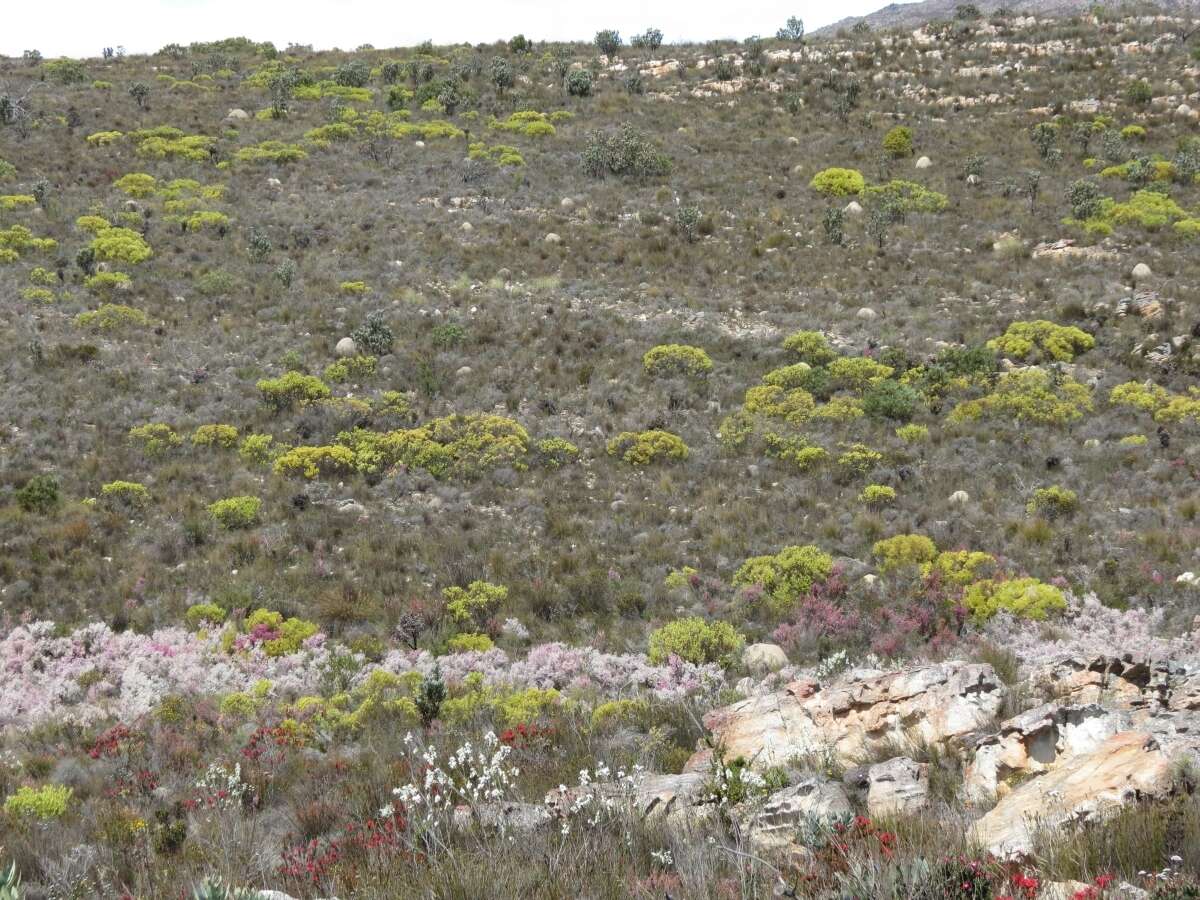 Image of Erica monsoniana var. monsoniana