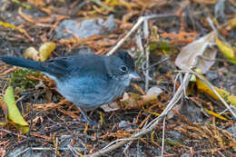 صورة Coryphospingus pileatus (Wied-Neuwied 1821)