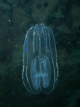 Image of common northern comb jelly