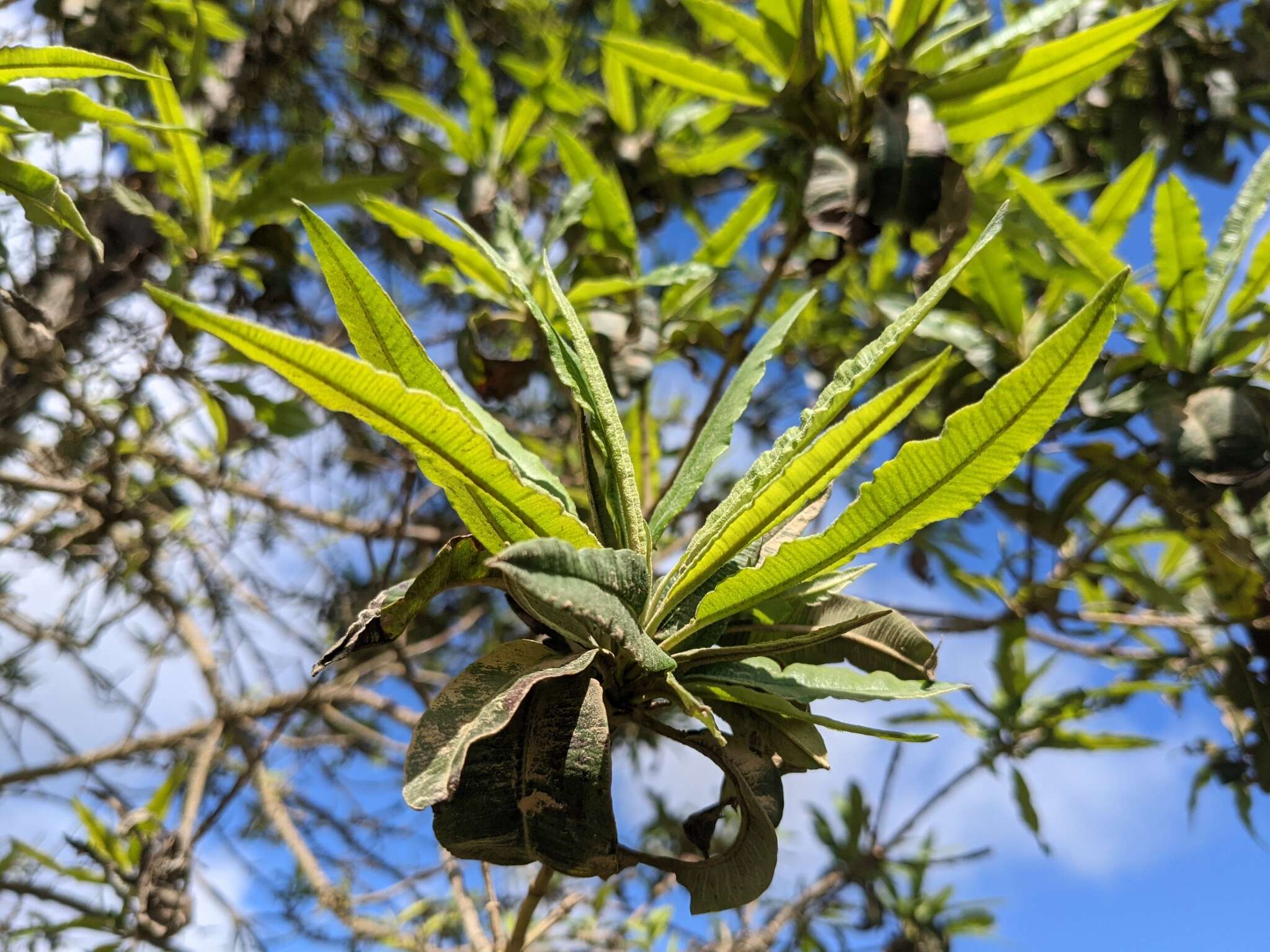 Image of Catalina ironwood