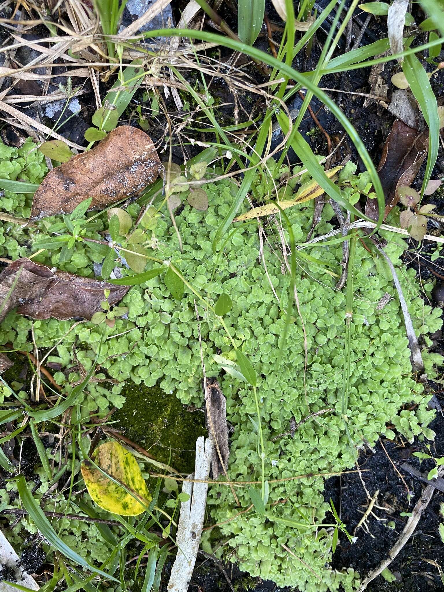 Image of Riccia gougetiana Durieu & Mont.