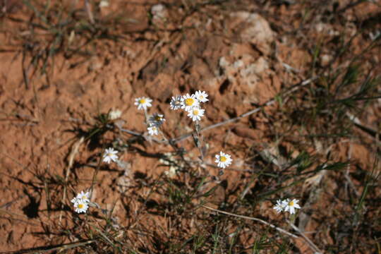 Imagem de Rhodanthe corymbiflora (Schltdl.) P. G. Wilson