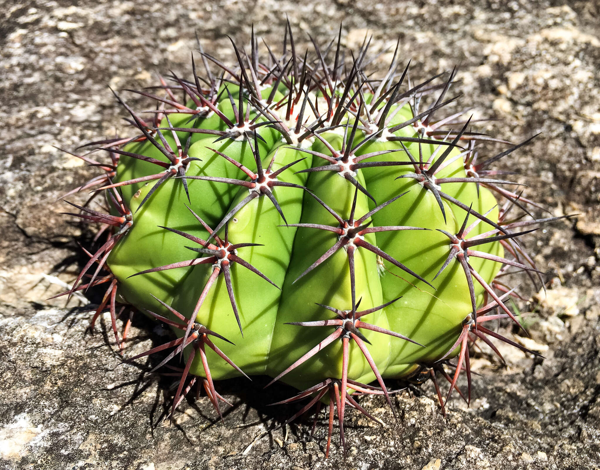 Image of Melocactus neryi K. Schum.