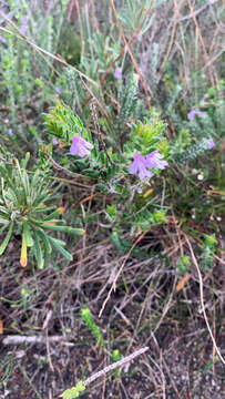 Image of Prostanthera densa A. A. Ham.