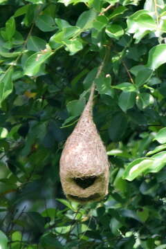 Image of Baya Weaver