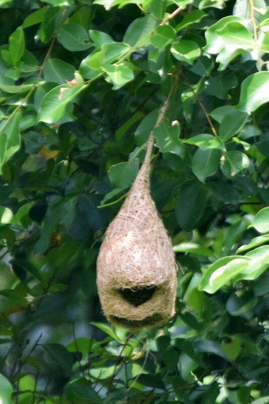 Image of Baya Weaver