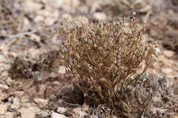 Sivun Houstonia acerosa (A. Gray) Benth. & Hook. fil. kuva